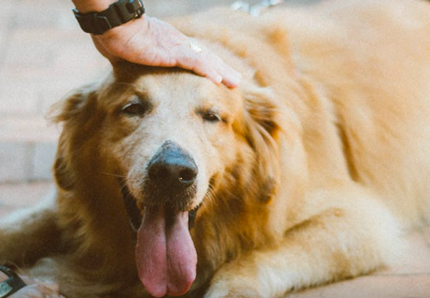 Cane finisce in un fiume: salvato dai pompieri